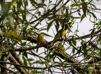 gray-yellow Dubrovnik with its female on a tree against the background of the sky 