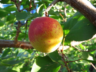 Apricot on a tree branch