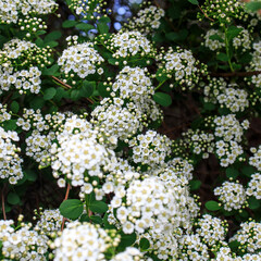 White spirea flowers in the garden on a sunny day. Nature