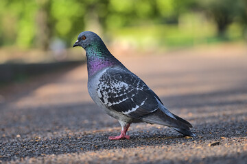 Obraz premium Beautiful closeup view of common city feral pigeon (Columbidae) sitting on asphalt walking path in sunny Herbert Park, Dublin, Ireland. Soft and selective focus. Blurry background focus