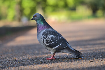 Beautiful closeup view of common city feral pigeon (Columbidae) sitting on asphalt walking path in sunny Herbert Park, Dublin, Ireland. Soft and selective focus. Blurry background focus