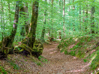 A secret hiking trail in a fairy forest between the roots of trees.