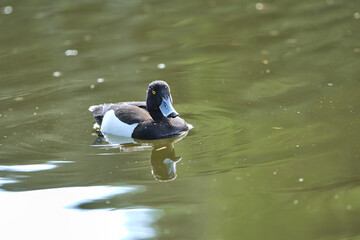 Beautiful closeup view of peaceful resting yellow-eye tufted ducks (Aythya fuligula) with reflection in pond water in Herbert Park, Dublin, Ireland. Soft and selective focus