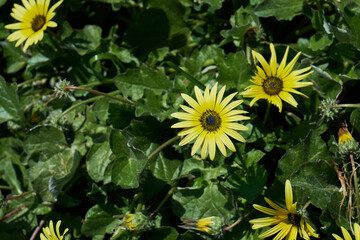 Cape dandelion yellow flowers