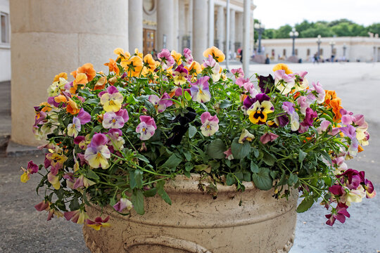 outdoor white ceramic vase as decoration with violets of different colors in the park.