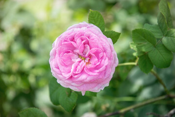 English tea rose in the garden	