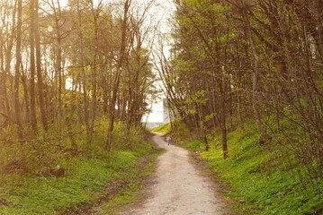 path in the forest, spring