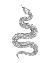 Snake outline. Isolated snake on white background
