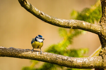 Blaumeise