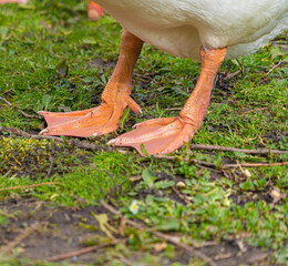 Close up low level view of Embden Emden Geese. Single portrait shot of single goose showing orange beak and close upof webbed feet