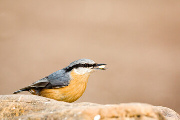 Nuthatch