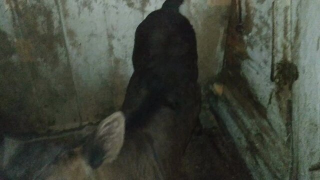 Baby cow is drinking a milk