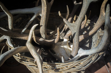 Basket full of stag horns