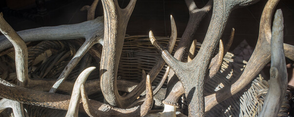 Basket full of stag horns