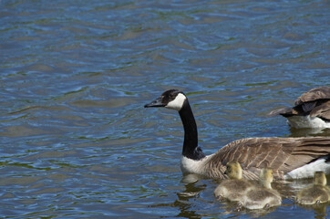 A Canada Goose Family in the Water