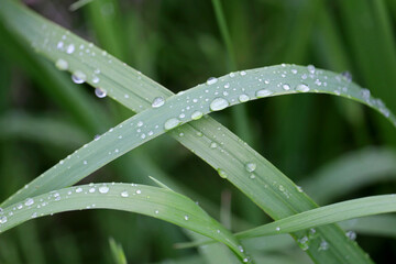 Water drops on a blade of green grass. Summer meadow after rain