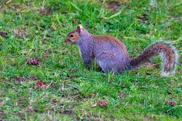 Young Squirrel Standing in Grass