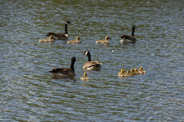 A Canada Goose Family in the Water