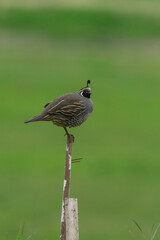 Quail Standing On A Pole