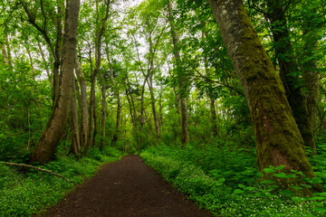 Fototapeta na wymiar Path Through Lush Green Forest