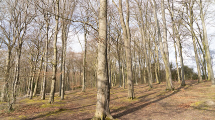 View through beech tree forest against blue sky for natural layer nature texture backdrop wallpaper showing tree truck, branches and twigs Silhouetted against bright sky.