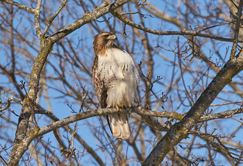 red tailed hawk