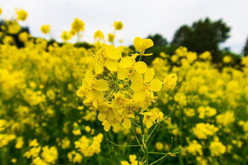Pretty Yellow Flowers in Field