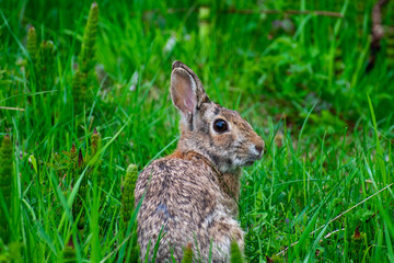 Fototapeta premium Curious Brown Rabbit in Grass