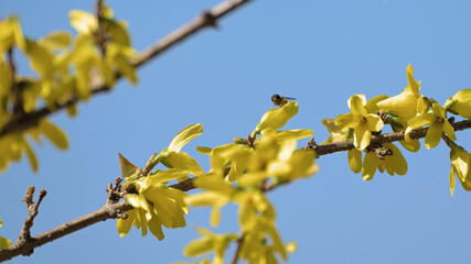 Colors of spring