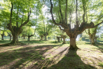 A magical fairytale forest. Deciduous forest covered with green moss. Mystical atmosphere.
Ancient gnarled and stunted oak tree trunks growing out of mossy boulders.
National nature reserve in summer