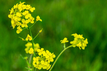 Yellow Buttercup flowers blooming in Spring, Whidbey Island, Washington