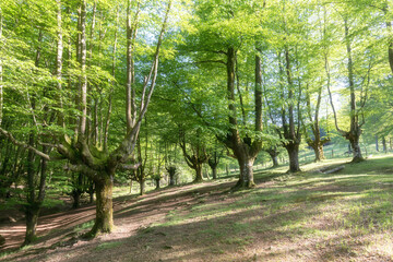 A magical fairytale forest. Deciduous forest covered with green moss. Mystical atmosphere.
Ancient gnarled and stunted oak tree trunks growing out of mossy boulders.
National nature reserve in summer