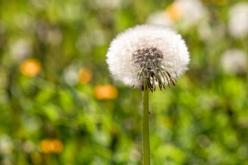 White fluffy dandelion in spring or summer on a green grass