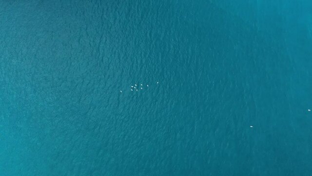 gaviotas en el mar