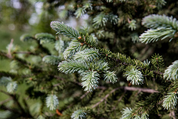 Young growing pine tree branches