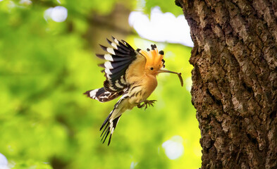 Beautiful Hoopoe carries food to the female nest. © Jiří Fejkl