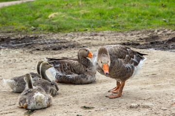 Goose family