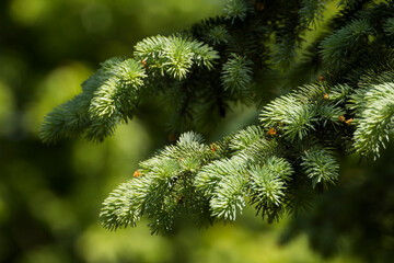 green twigs of spruce on the background of green nature © Paulina