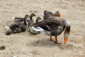 Goose family