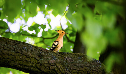 Beautiful Hoopoe carries food to the female nest. © Jiří Fejkl