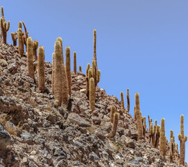 Chilean cactuses