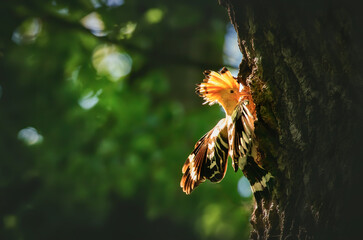 Beautiful Hoopoe carries food to the female nest. © Jiří Fejkl