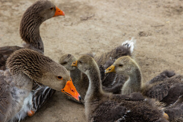 Goose family