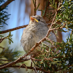 Atacama bird