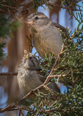 Atacama bird