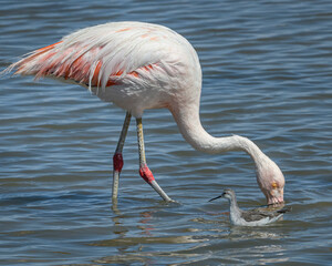 Atacama flamingo feeding