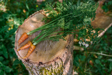 freshly picked carrots on a tree stump