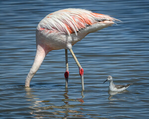 Fototapeta na wymiar Atacama flamingo feeding
