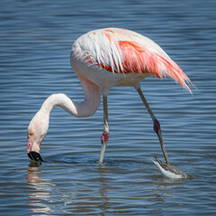 Obraz na płótnie Canvas Atacama flamingo feeding