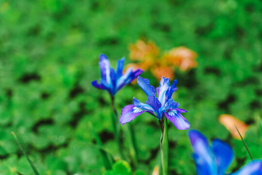Natural background with blue flowers
